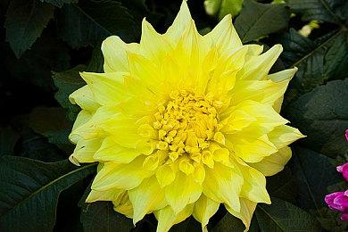 《战锤40K：暗潮》“欧格林：碎颅者”职业预告